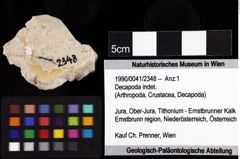 Foto (Objket + Etiketten) von Decapoda indet. 